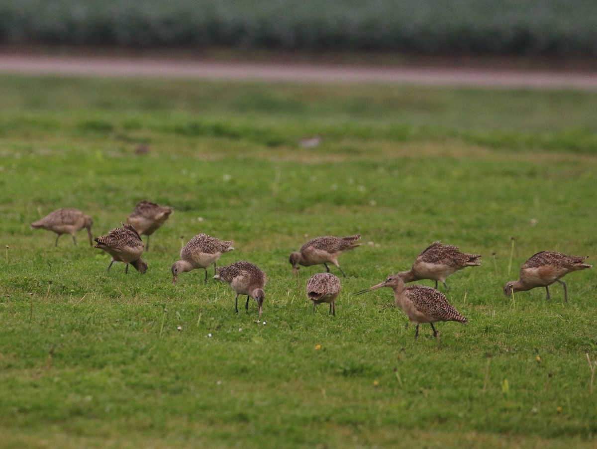 Marbled Godwit - ML137909861