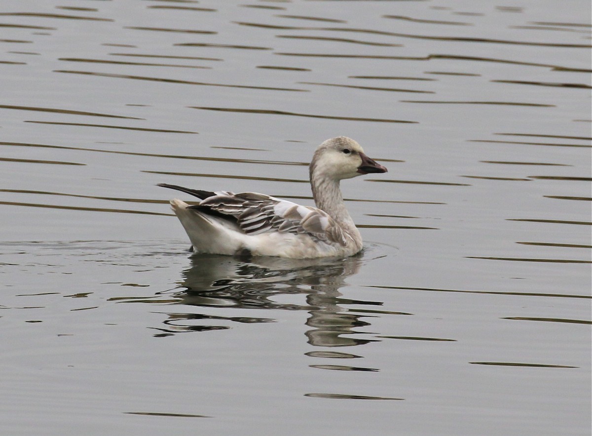 אווז שלג - ML137910501
