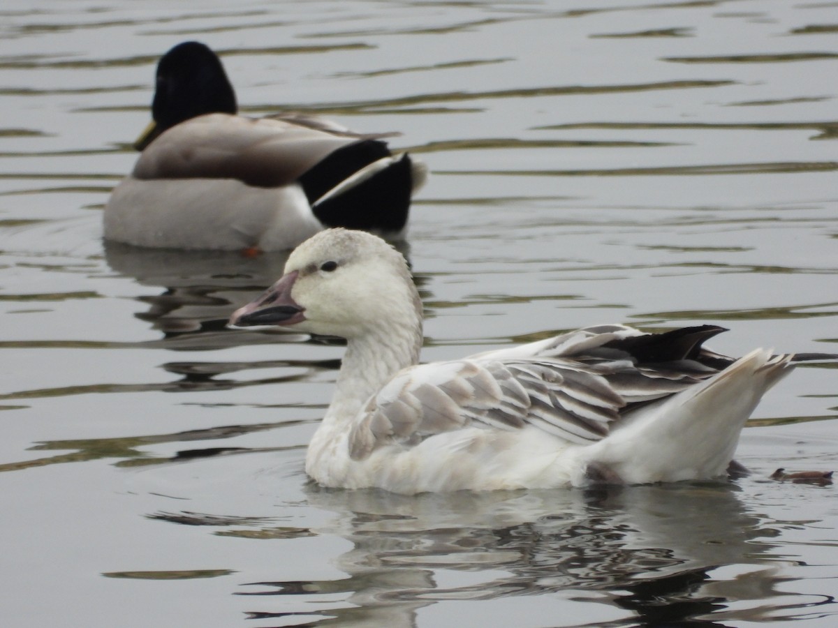 אווז שלג - ML137910781