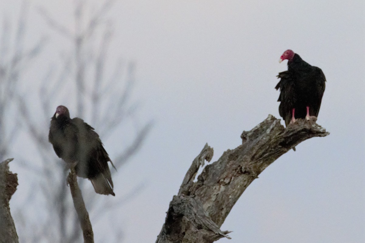 Turkey Vulture - Johanne Marcotte