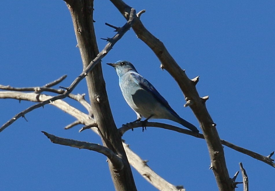 Mountain Bluebird - ML137915101