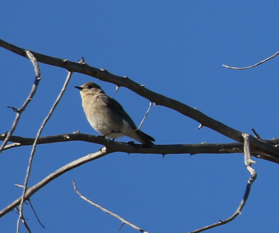 Mountain Bluebird - ML137915121