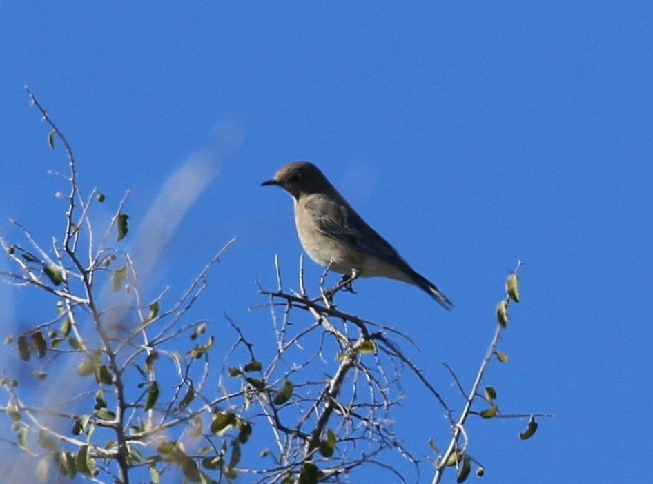 Mountain Bluebird - ML137915141