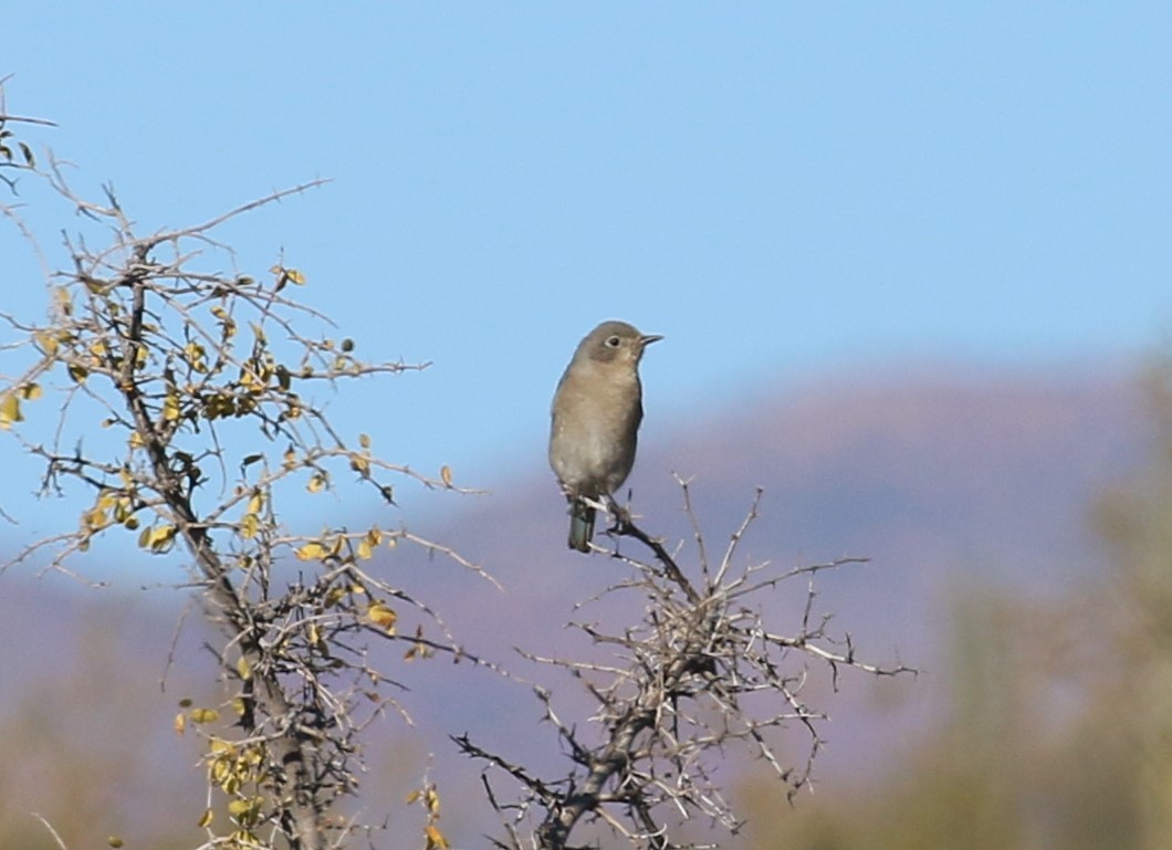 Mountain Bluebird - ML137915171