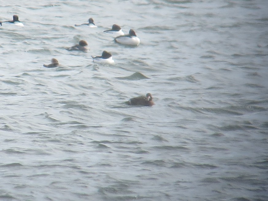 White-winged Scoter - ML137915631