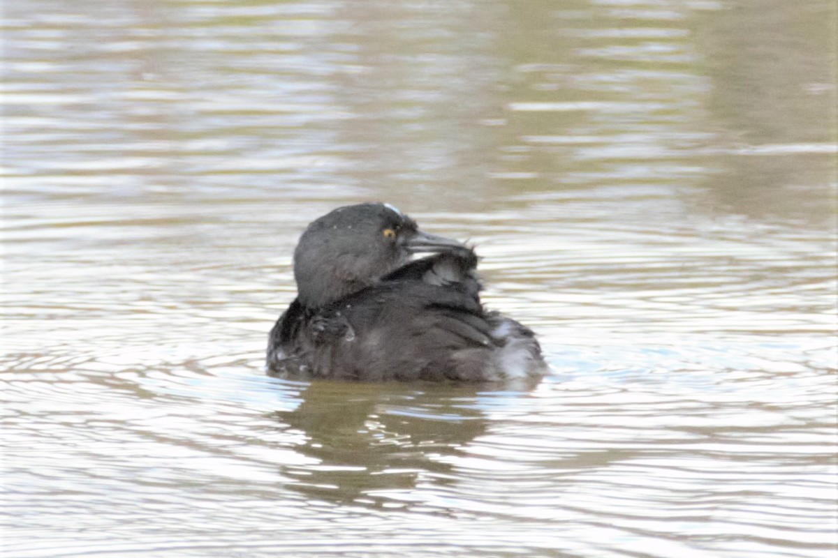 Least Grebe - ML137915801