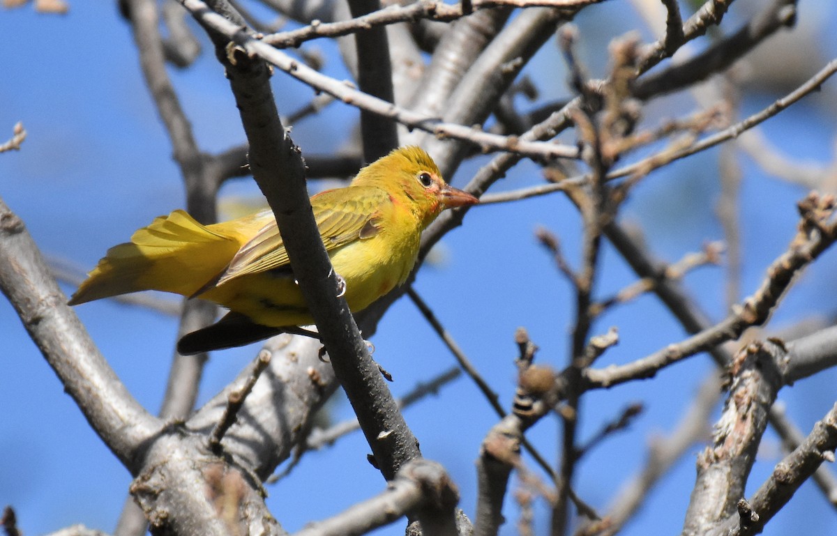 Summer Tanager - ML137917001