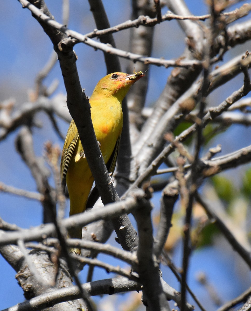 Summer Tanager - ML137917021