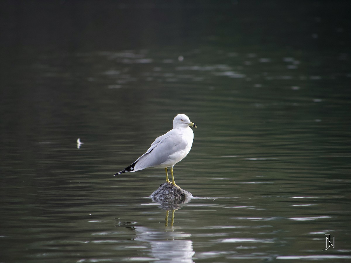 Ring-billed Gull - ML137917781