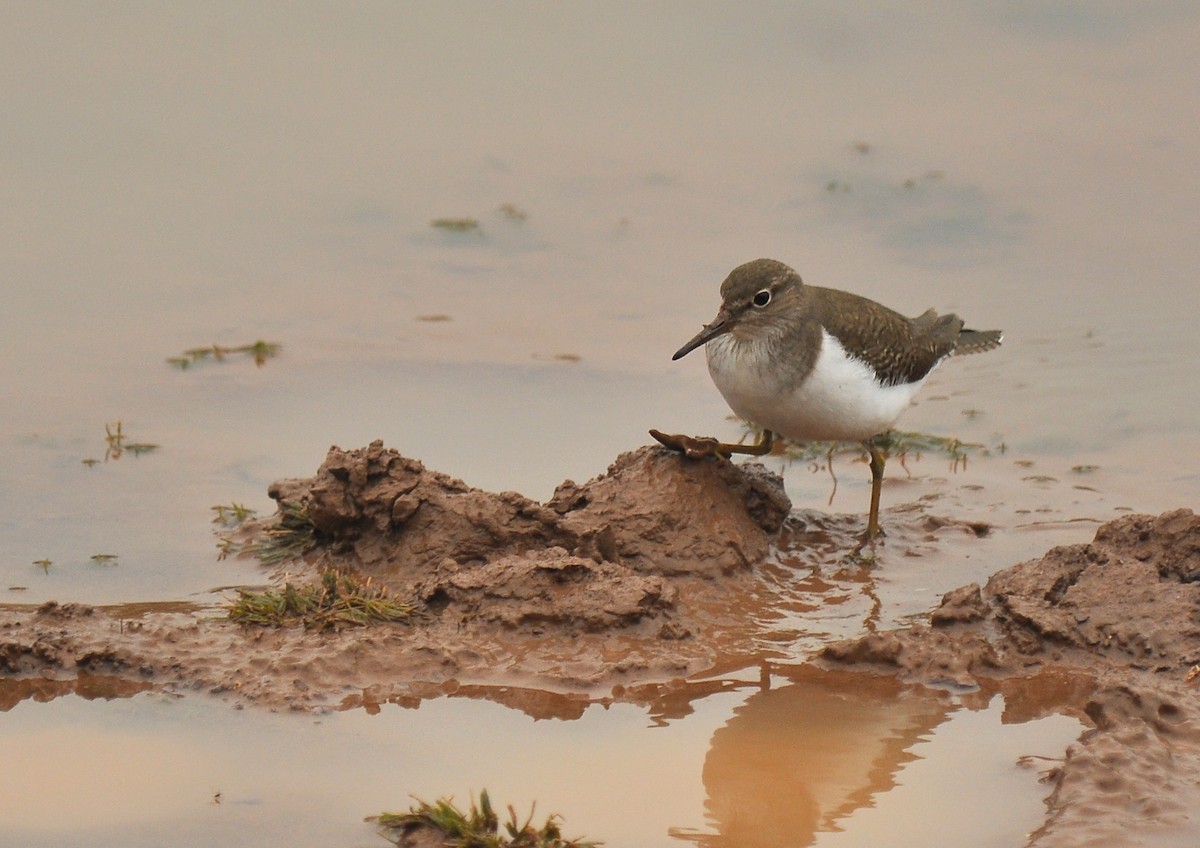 Common Sandpiper - ML137919301