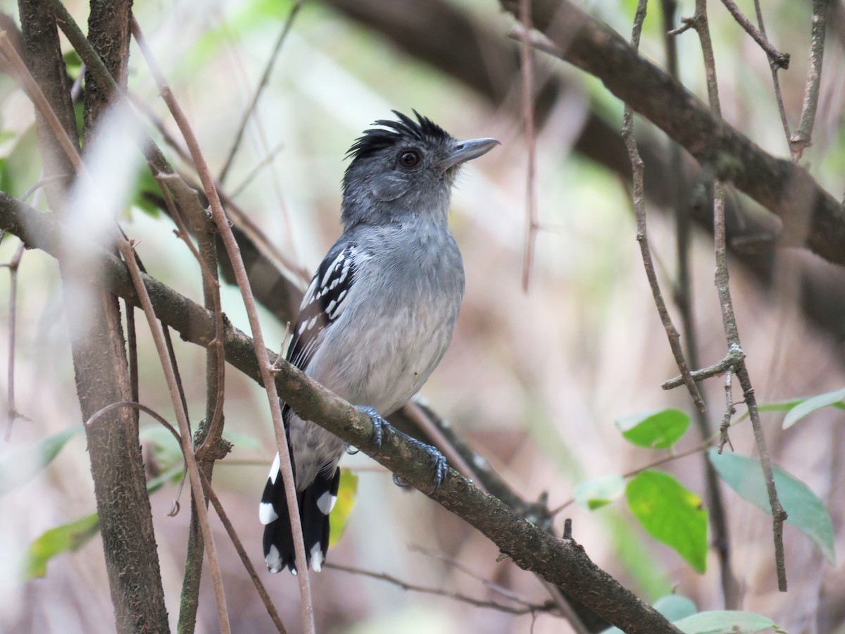 Northern Slaty-Antshrike (Peruvian) - Miguel Alvan
