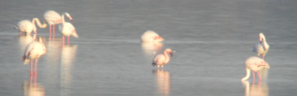 Lesser Flamingo - ML137921371