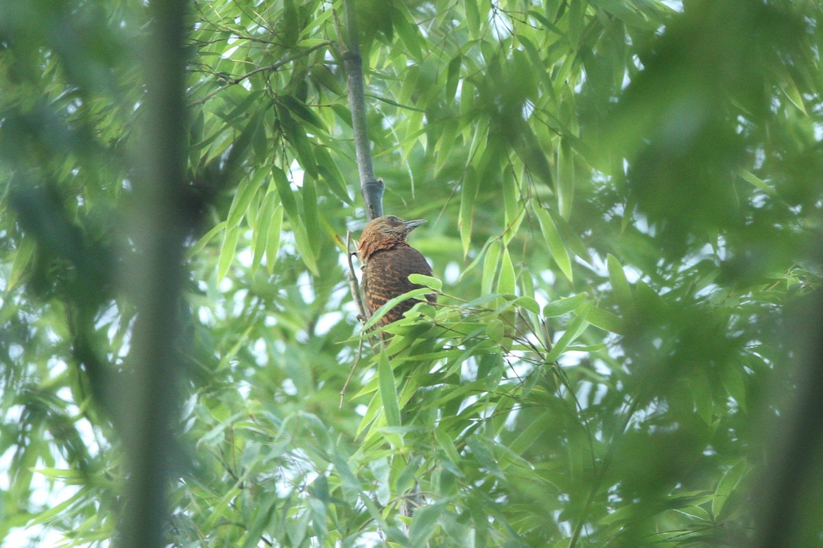 Rufous Woodpecker - ML137921681