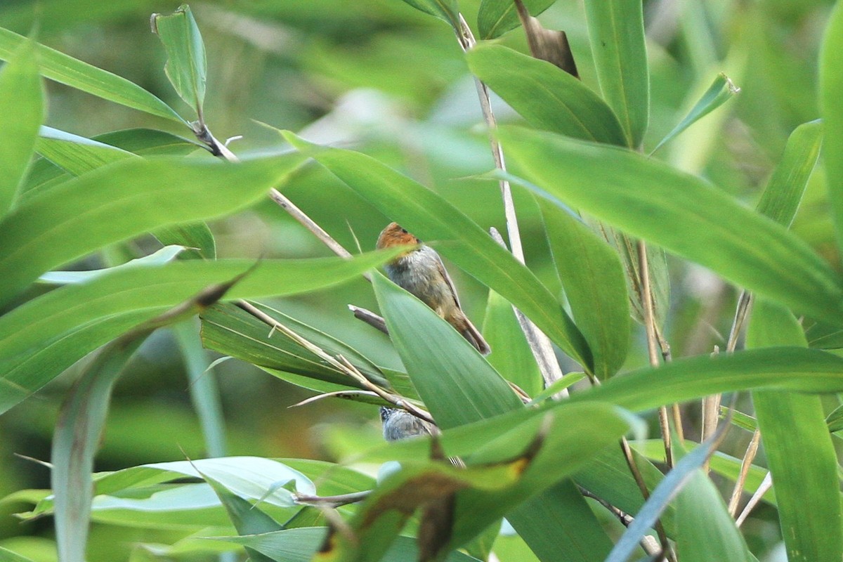 Short-tailed Parrotbill - Qin Huang