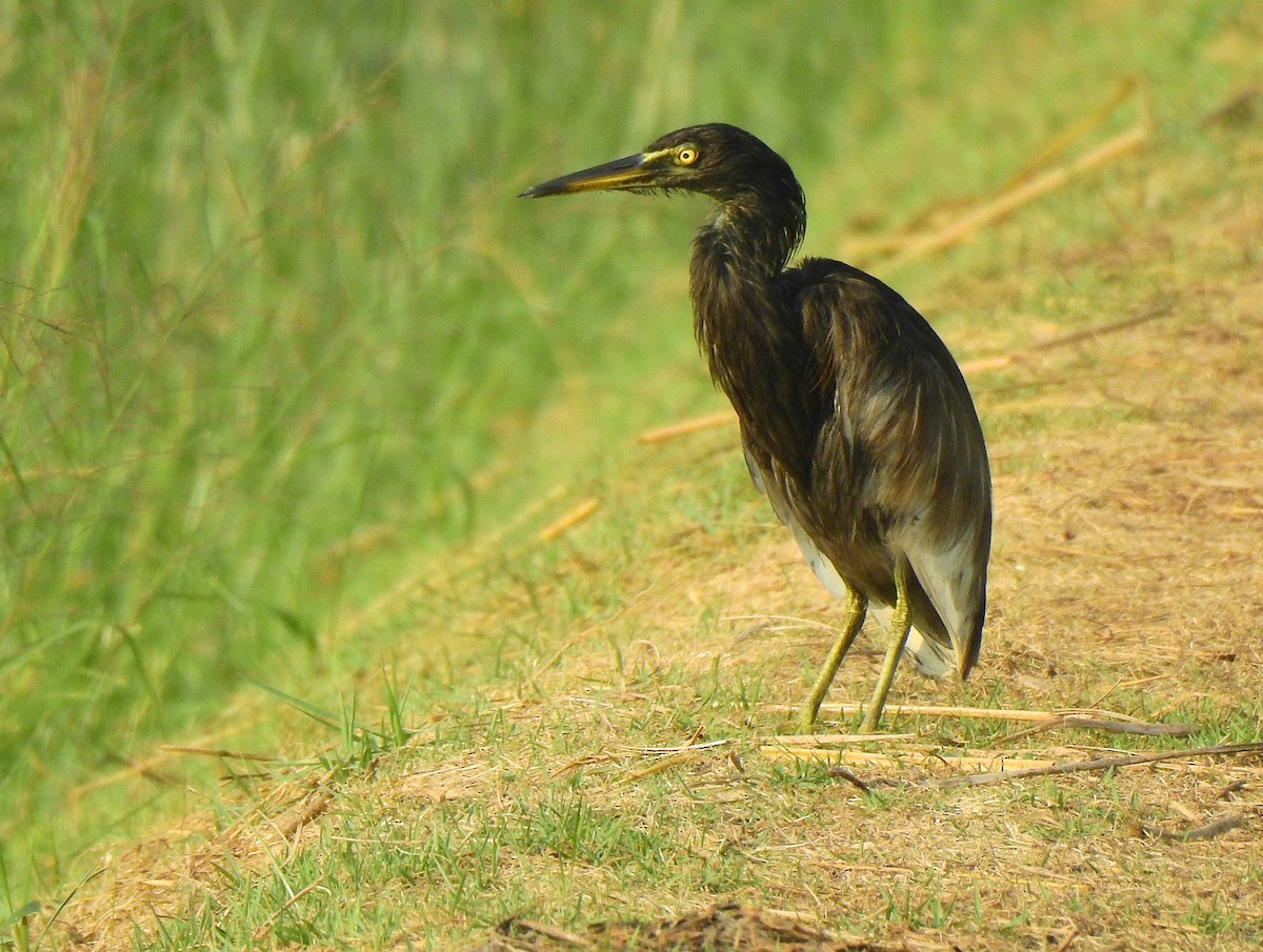 Ardeola sp. - ML137922181