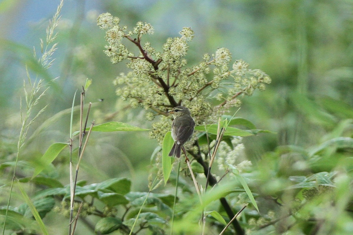 Buff-throated Warbler - Qin Huang