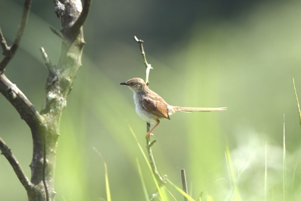 Striped Prinia - Qin Huang