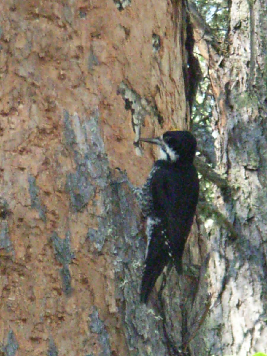 Black-backed Woodpecker - Lucie Parker