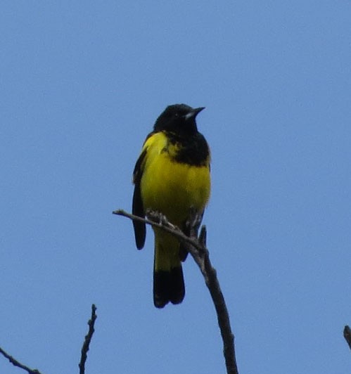 Scott's Oriole - ML137926081