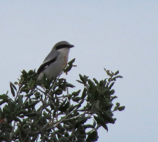 Loggerhead Shrike - ML137926131