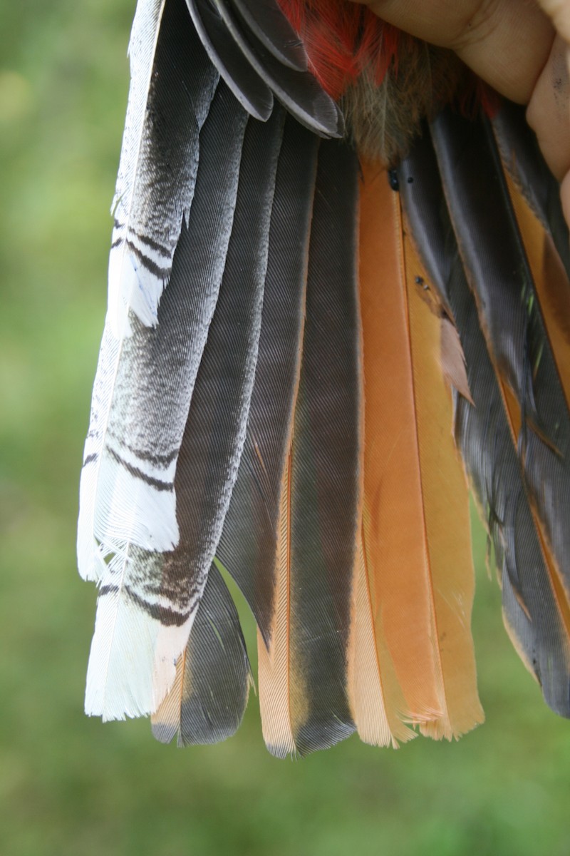 Collared Trogon (Collared) - ML137926141