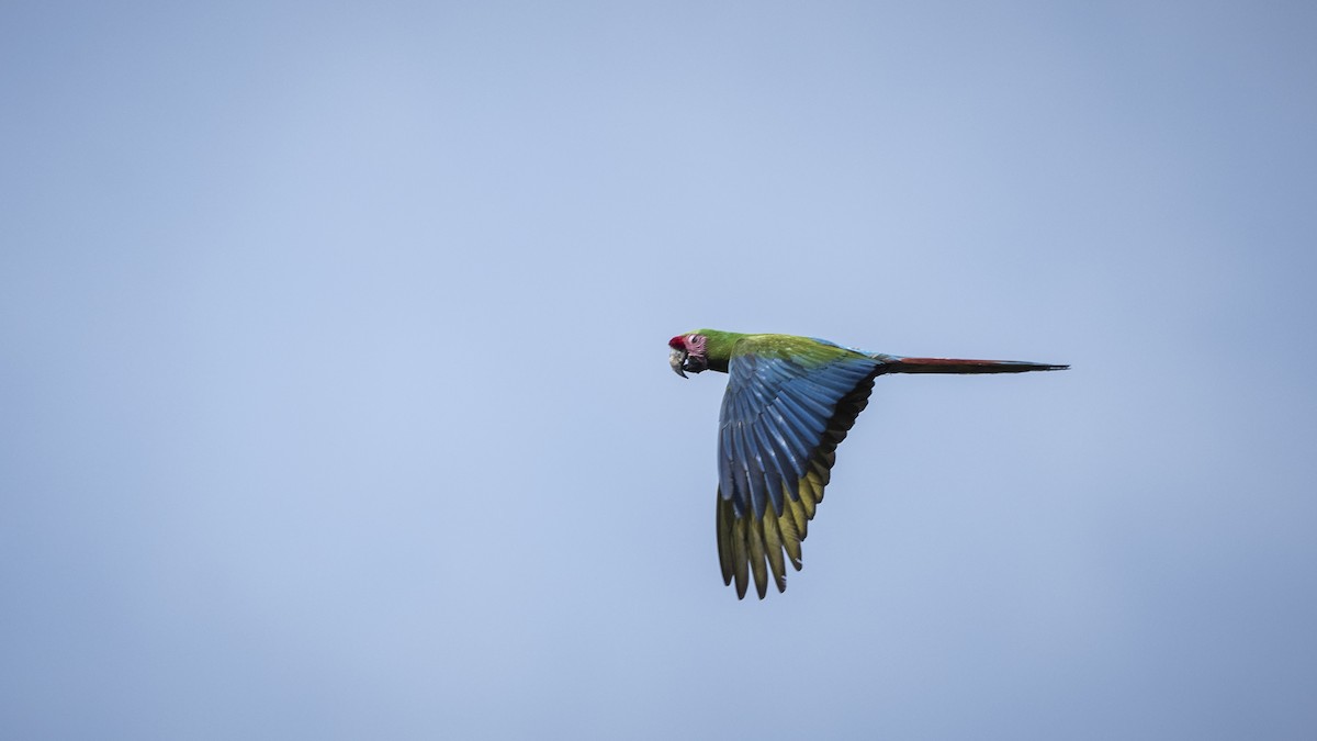 Guacamayo Militar - ML137926511