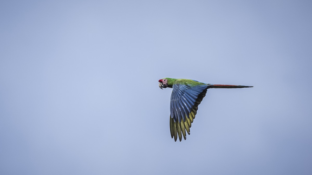 Military Macaw - ML137926531