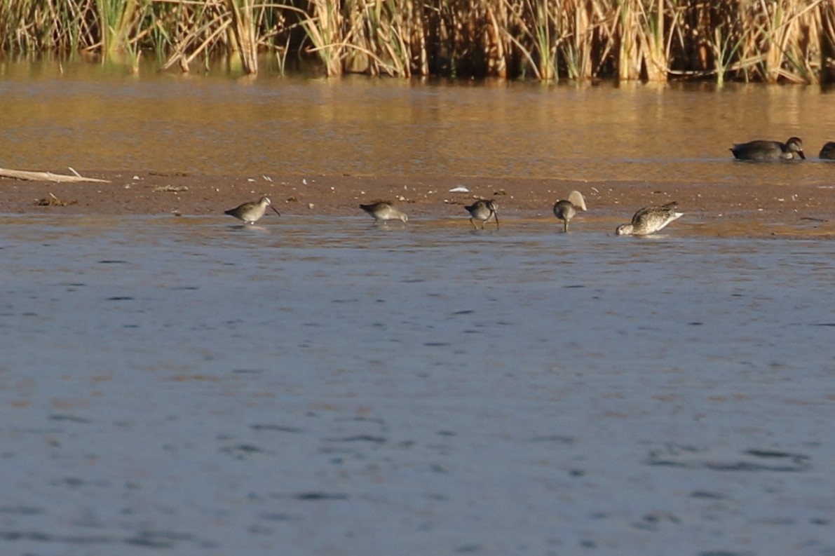 Long-billed Dowitcher - ML137926541