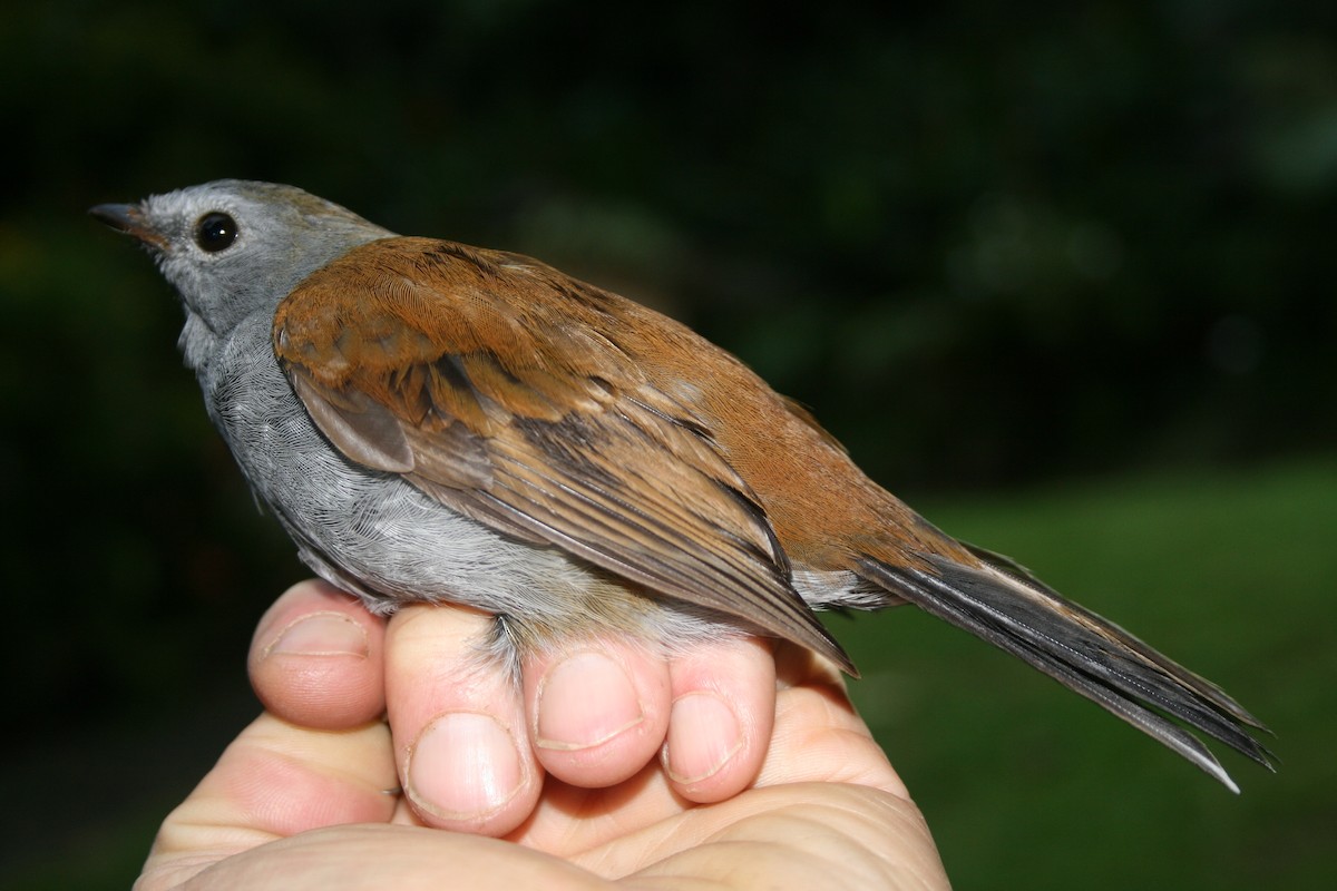 Andean Solitaire - ML137928151