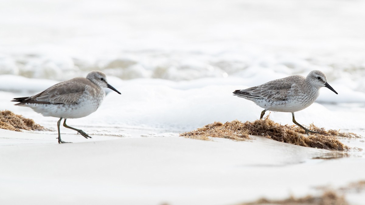 Red Knot - ML137928931