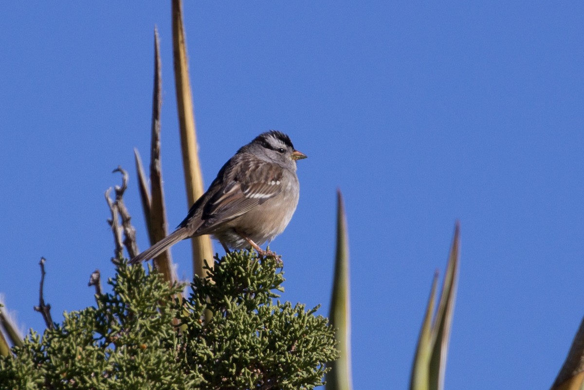 White-crowned Sparrow - ML137929451