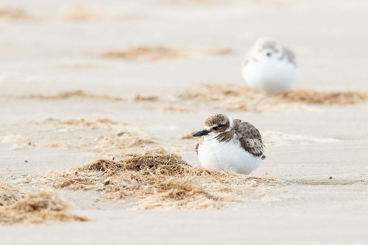 Wilson's Plover - Mike Cameron