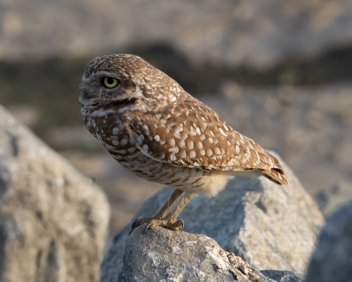 Burrowing Owl - Jason Horton