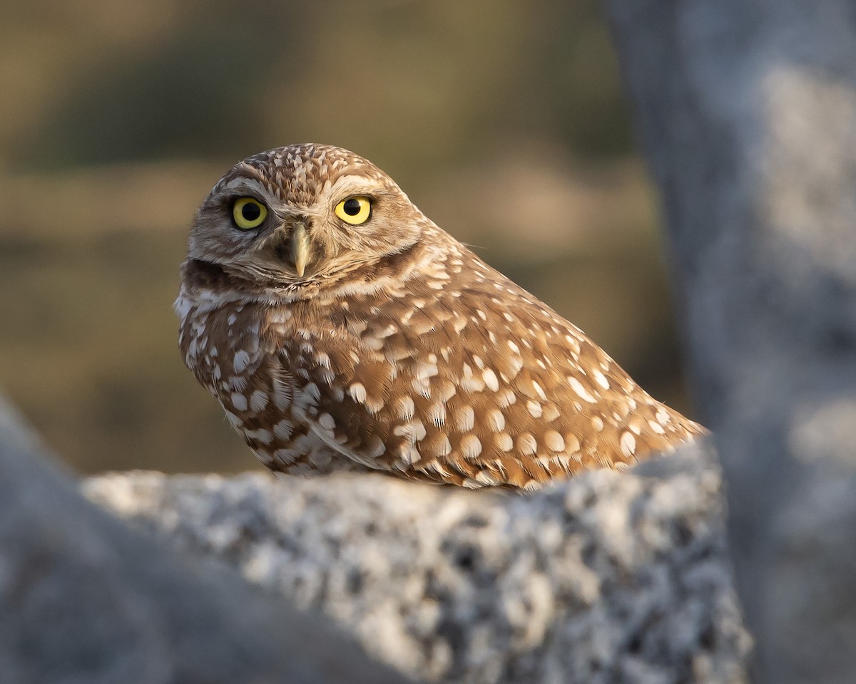 Burrowing Owl - Jason Horton