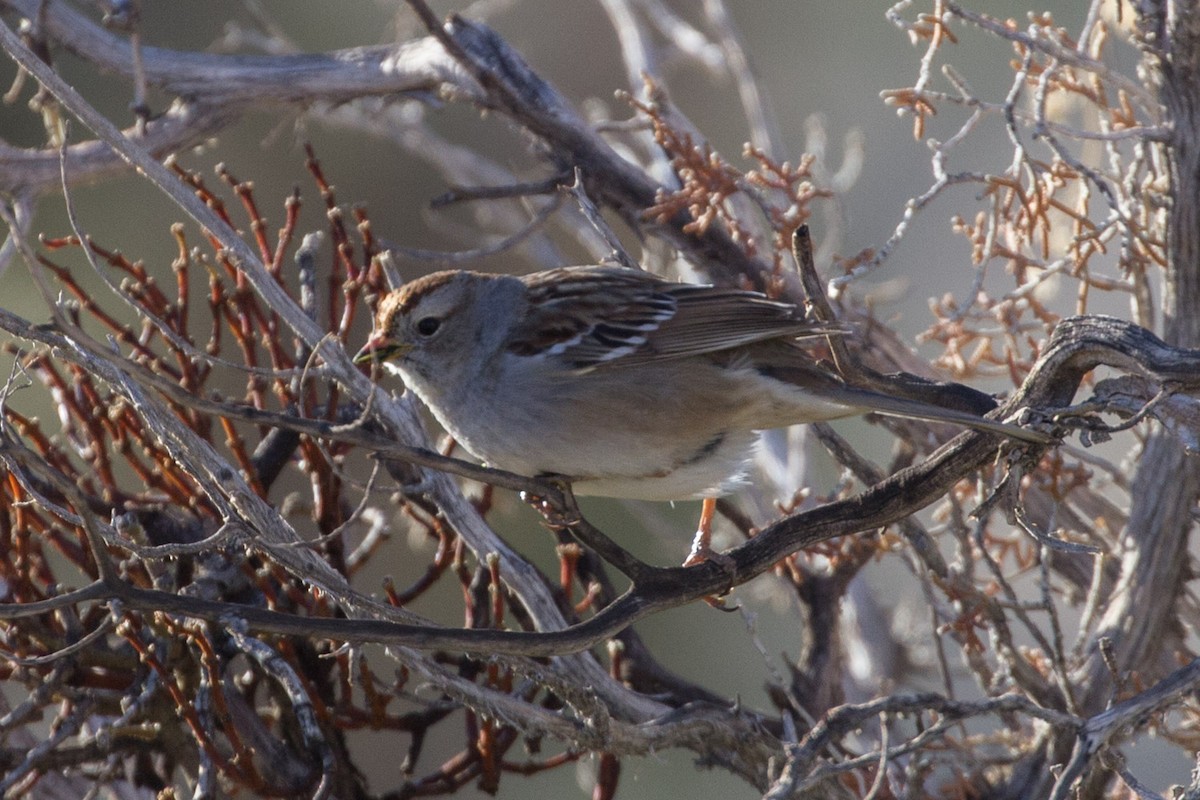White-crowned Sparrow - ML137930991