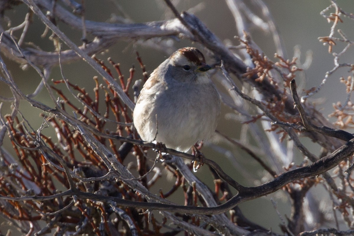 White-crowned Sparrow - ML137931001