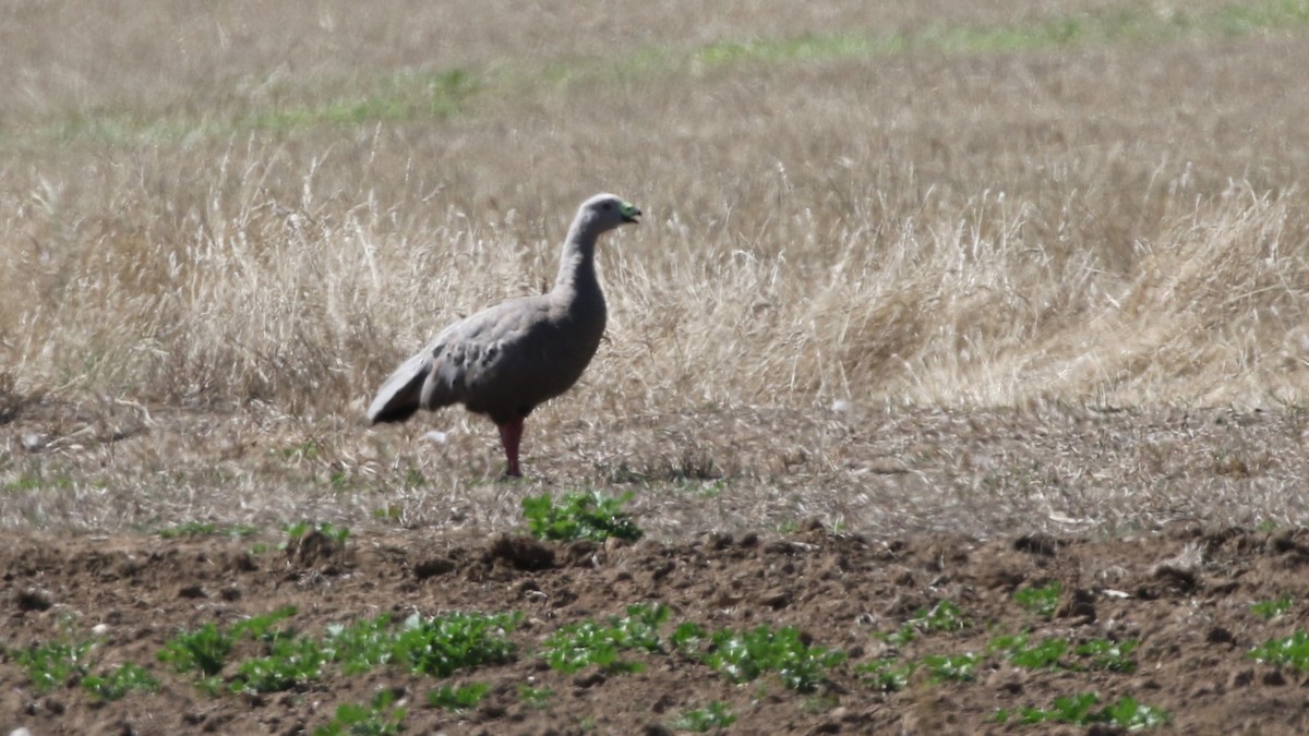 Cape Barren Goose - ML137931201