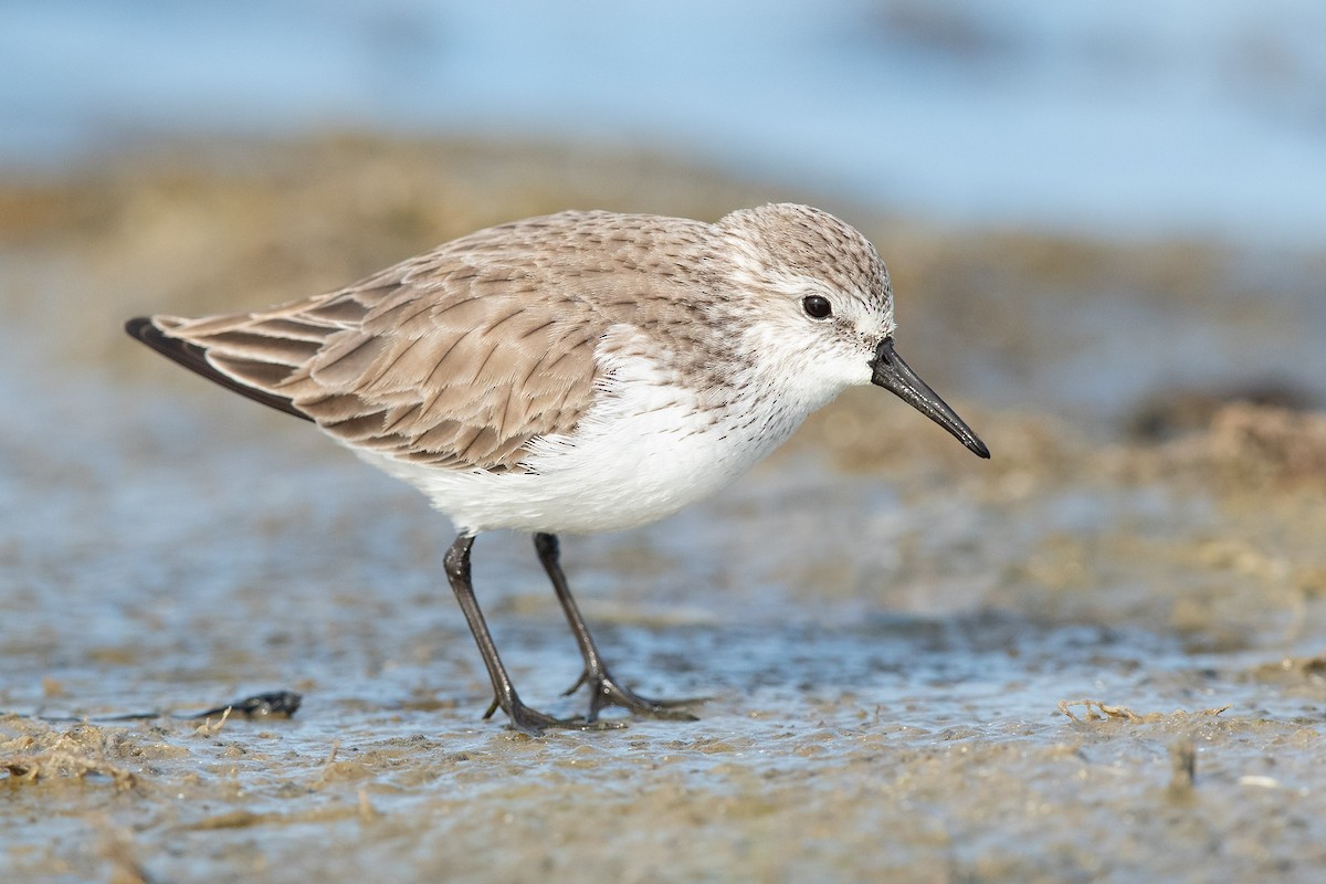 Western Sandpiper - Mike Cameron