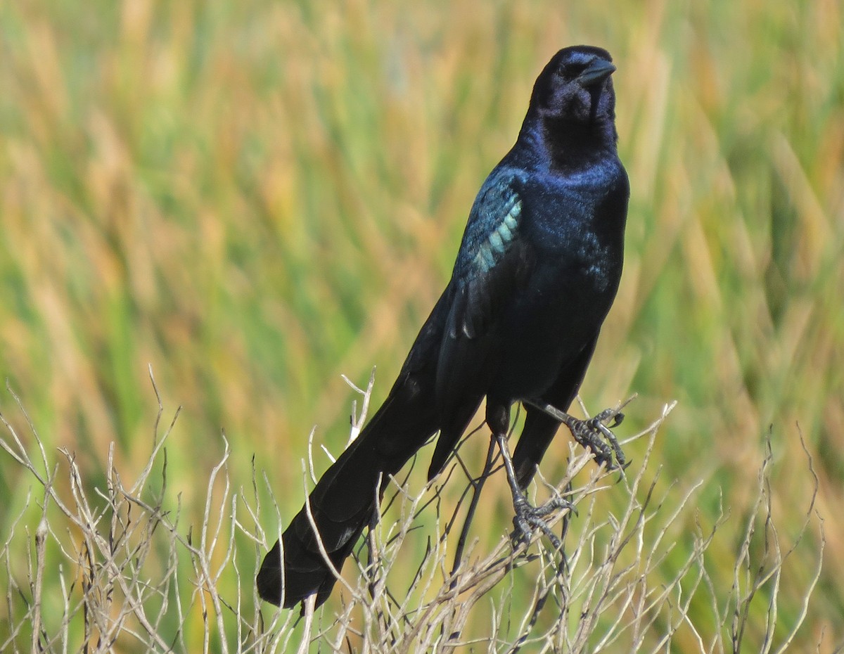 Boat-tailed Grackle - ML137934421