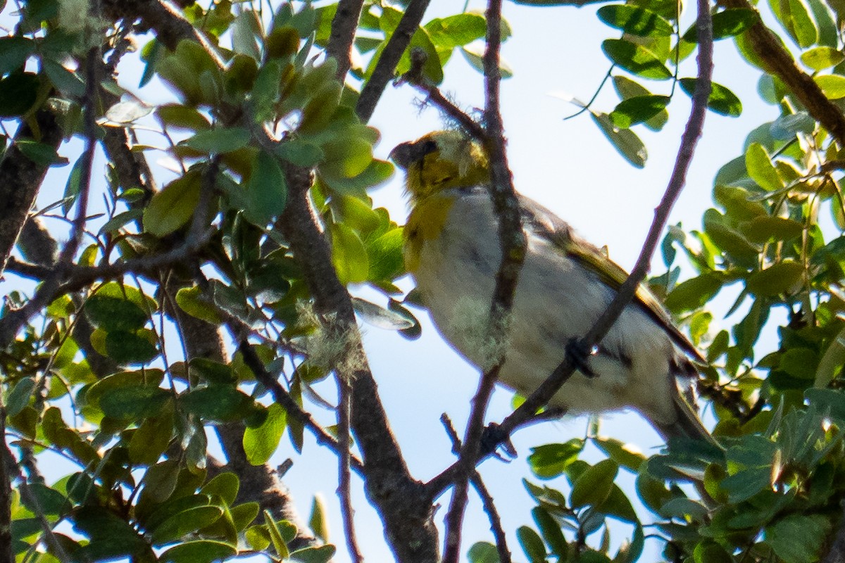 Schwarzmasken-Kleidervogel - ML137935231