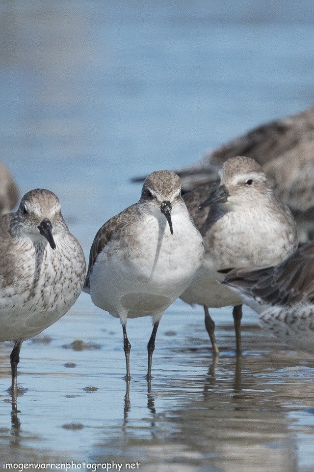 Curlew Sandpiper - ML137936911