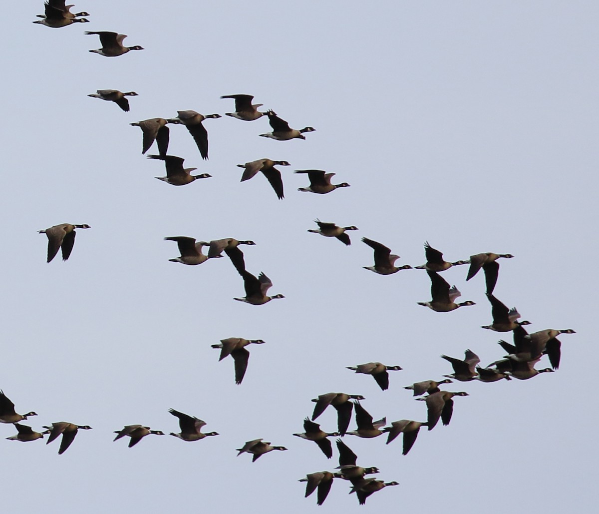 Cackling Goose (Aleutian) - ML137937351