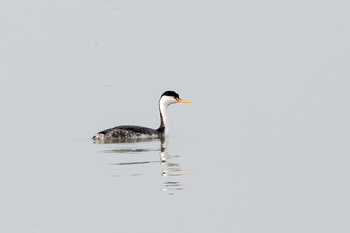 Clark's Grebe - ML137937451