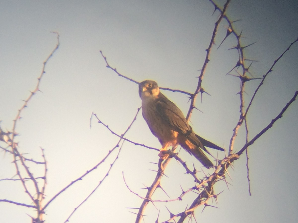 Alcotán Africano - ML137938681