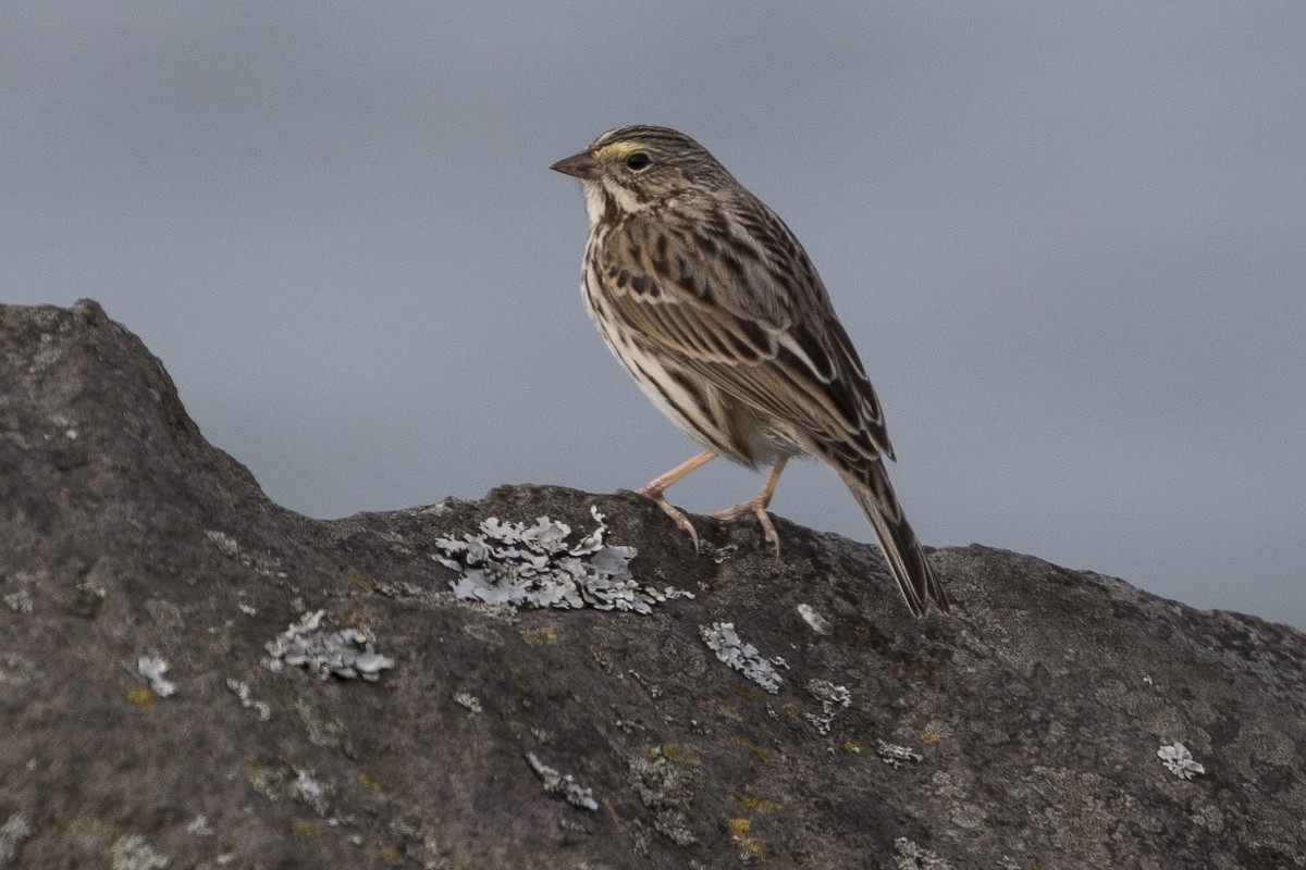 Savannah Sparrow - Robert Lockett