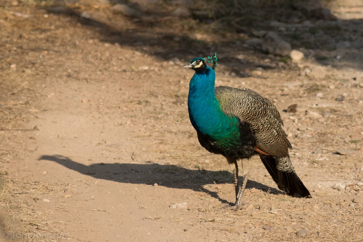 Indian Peafowl - Tom Johnson