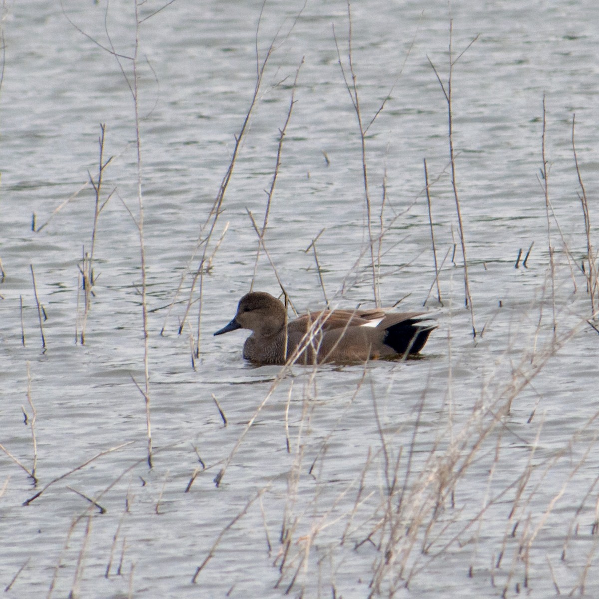 Gadwall - ML137942621