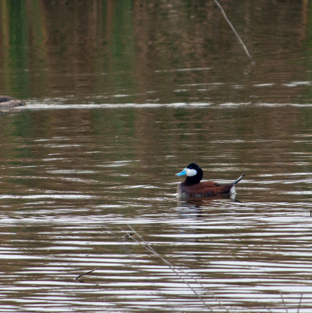 Ruddy Duck - ML137944231