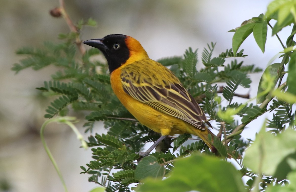 Lesser Masked-Weaver - ML137944371