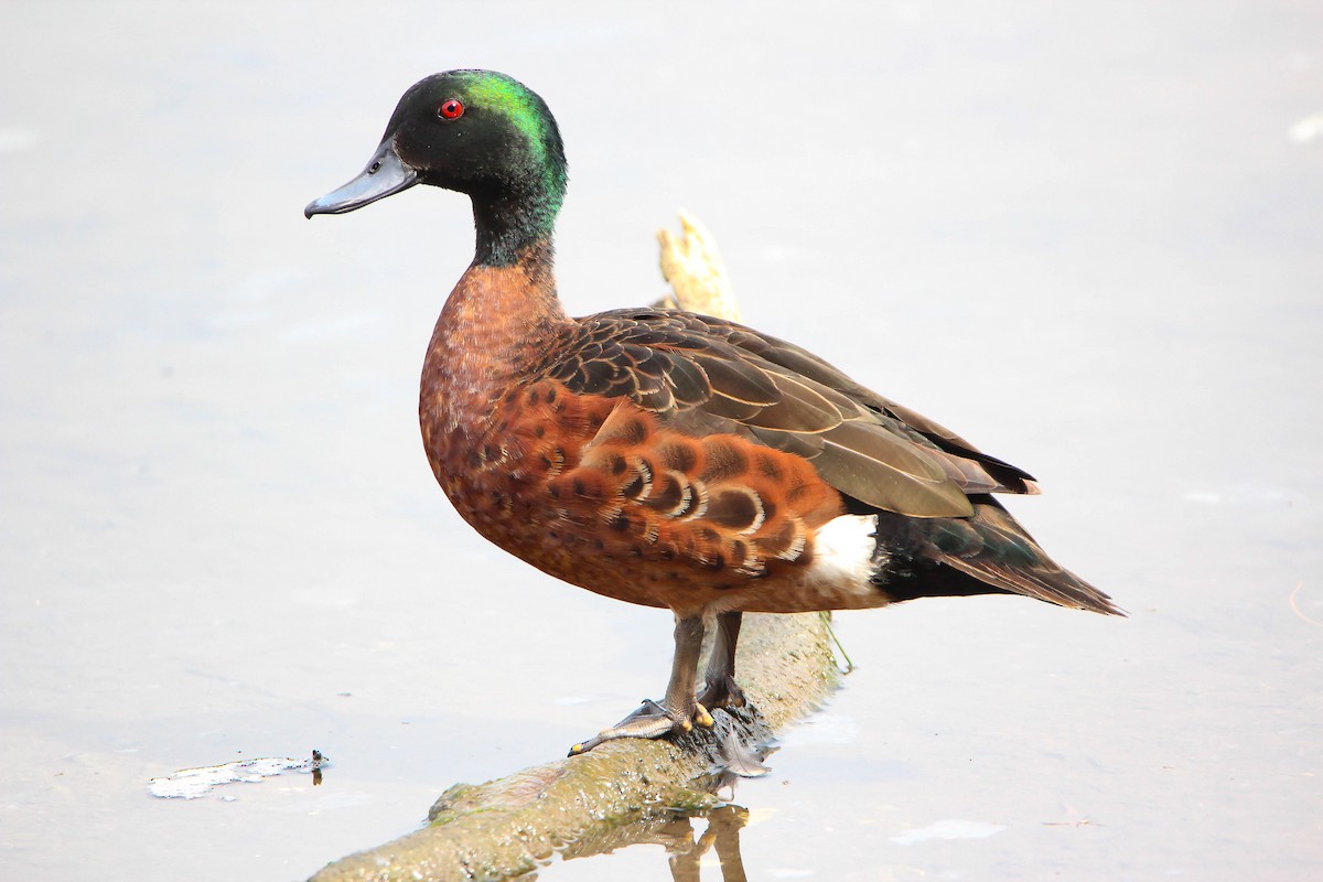 Chestnut Teal - ML137944381